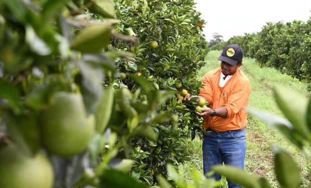 Vai faltar laranja, mas Brasil não será uma nova Flórida