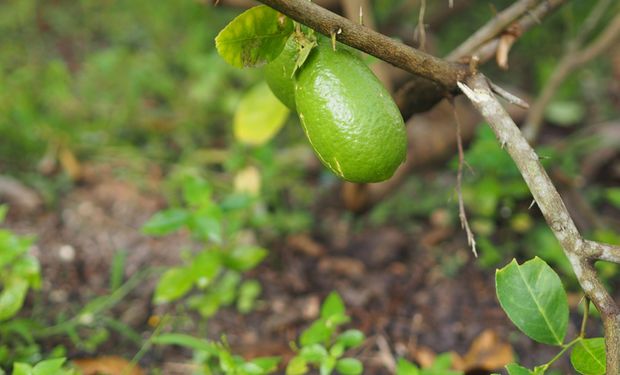 Área plantada de limas e limões cresce 33% desde 2018