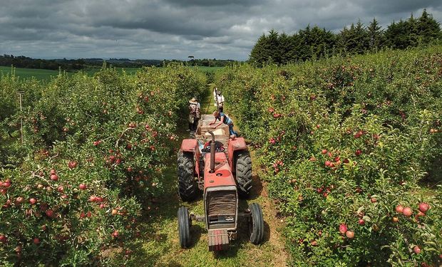 Baixas temperaturas não usuais para o período preocupam produtores. (foto - Epagri/SC)