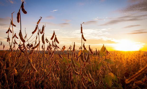 Plantações soja devem avançar sobre áreas de cana-de-açúcar e pastagens nesta temporada. (foto - Getty Image)