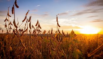 América do Sul terá área recorde de soja em 2022/23