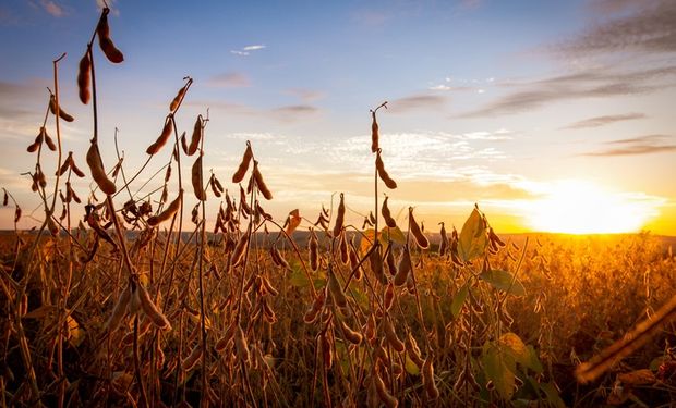 Em relação à produção, países da América do Sul devem alcançar 218,16 milhões de toneladas de soja em 22/23, 20% acima de 21/22. (foto - CNA)