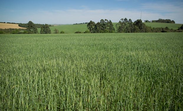 Plantação de trigo no Rio Grande do Sul. (foto - Sistema CNA/Senar)