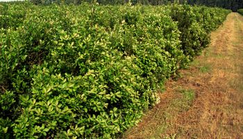 Piden crear mercado concentrador de yerba