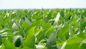 Reducen estimaciones de siembra de soja en 100 mil hectáreas