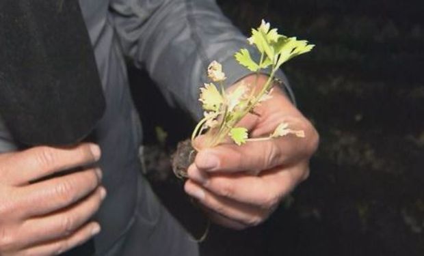 Una huerta de perejil en el campo de los Etchevehere: "Es una payasada lo que han hecho"