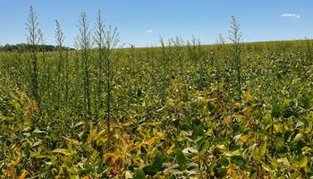Plataforma cria ‘mapa da resistência’ de plantas daninhas a herbicidas