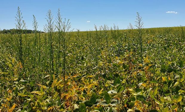 Imagem coletada aponta presença de ervas daninhas em plantação de algodão. (foto - Embrapa)