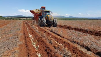 Censo do IAC mostra aumento do plantio mecanizado em cana-de-açúcar