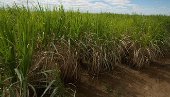PIB do Agro caiu 0,9% no 3º trimestre de 2022