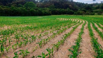 A origem do plantio direto no Brasil: uma revolução agrícola começada em 1974