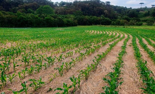 A origem do plantio direto no Brasil: uma revolução agrícola começada em 1974