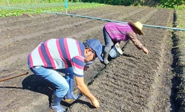 Sistema de plantio direto de hortaliças sobre a palha é uma das técnicas. (Foto - Divulgação)