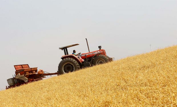 Paraná vem se destacando no cultivo do milho. Em 2022, alta nas exportações do grão foi de 370%. (foto - Jaelson Lucas/ AEN-PR)