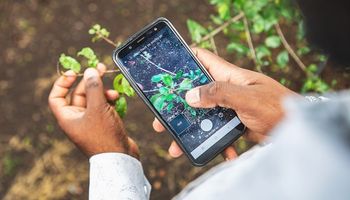 Plantix: la plataforma que reconoce enfermedades agrícolas con inteligencia artificial y da recomendaciones de manejo