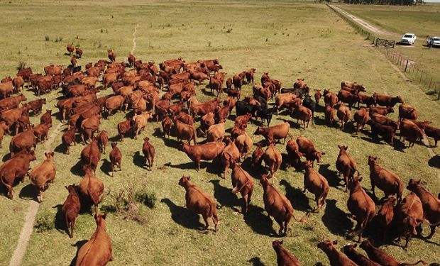 Con el aporte de productores, asesores y especialistas, lanzan una plataforma colaborativa de consulta para la ganadería