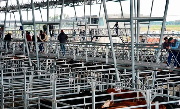 Cañuelas: el mercado cerró la semana con subas de hasta $ 60