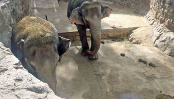 Guillermina y Pocha: así será el megaoperativo para trasladar dos elefantas a Brasil