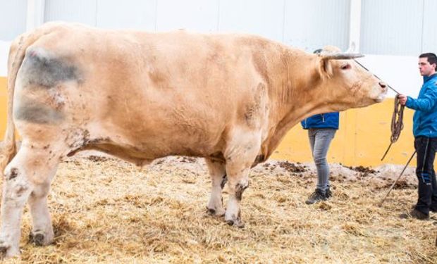 Un restaurante de España busca romper un récord Guiness con un toro de 2,4 toneladas y casi 2 metros de altura
