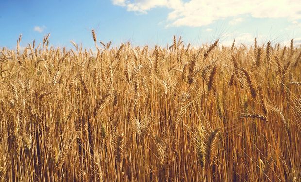 Brasil pode ter falta de trigo a curto prazo, diz Cepea