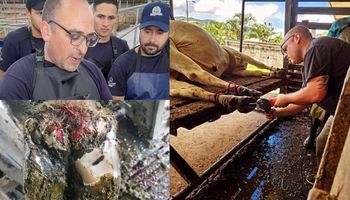 Contra el mito del tambo: la historia del veterinario que trata a vacas y hasta jirafas y revela la enfermedad silenciosa que afecta al campo