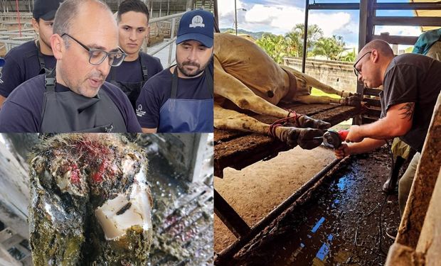 Contra el mito del tambo: la historia del veterinario que trata a vacas y hasta jirafas y revela la enfermedad silenciosa que afecta al campo