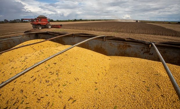 La soja se ve impulsada por los pronósticos secos en el país: cuánto se pagó en Rosario  