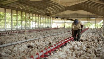 Advierten que los tarifazos agravan la crisis de los productores de pollos