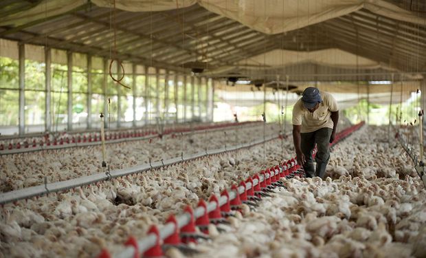 El gas es esencial para calefaccionar a los pollos en sus primeras semanas de vida, mientras que la energía es usada durante la alimentación.