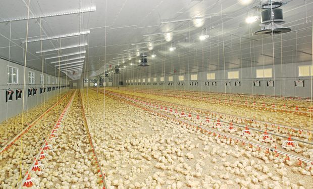 Consumo récord de carne de pollo en julio