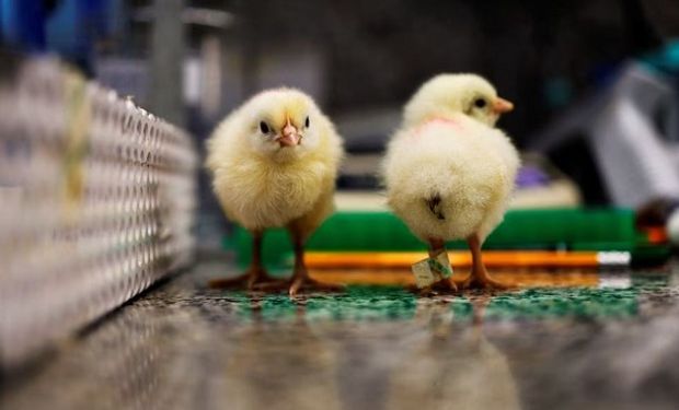 La tecnología que busca evitar la muerte de 7000 millones de pollitos al año