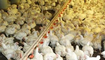 Alerta sanitaria en el sector avícola de Brasil por el brote de la enfermedad de Newcastle
