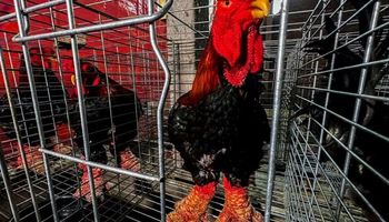 De patas gigantes: el particular pollo que puede llegar a costar US$ 400 y está asociado a la buena fortuna