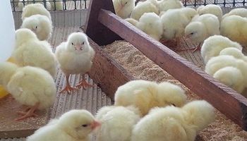 Pollos parrilleros: evalúan probióticos como alternativa a los antibióticos