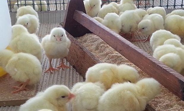 Pollos parrilleros: evalúan probióticos como alternativa a los antibióticos  | Agrofy News