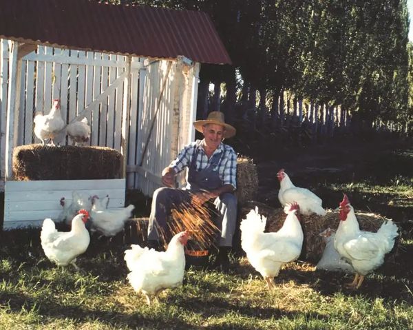 pollolin en la patagonia