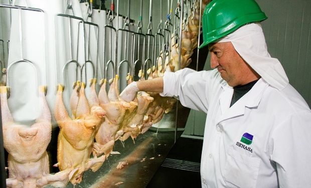 En 2021 se faenaron 741,4 millones de aves y el consumo de carne de pollo  ya supera los 46 kg por habitante al año | Agrofy News