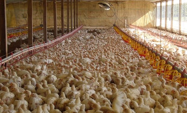 Una producción de más de 14 mil pollos se encuentra en riesgo debido a los cortes de luz