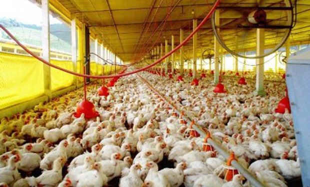 Crecería al 15 por ciento la producción avícola