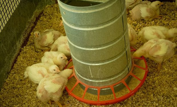 Estudian alternativas al uso de fármacos para mejorar la productividad animal