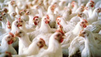 Récord insólito en la exportación de carnes