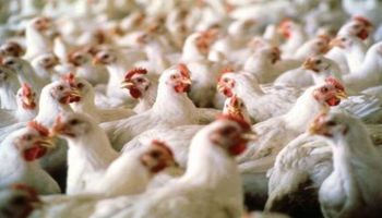 Primera exportación de pollo argentino a Canadá