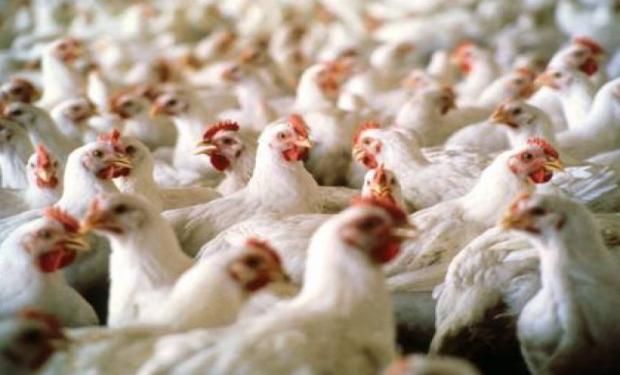 Actividad avícola: cambia el régimen de facturación | Agrofy News