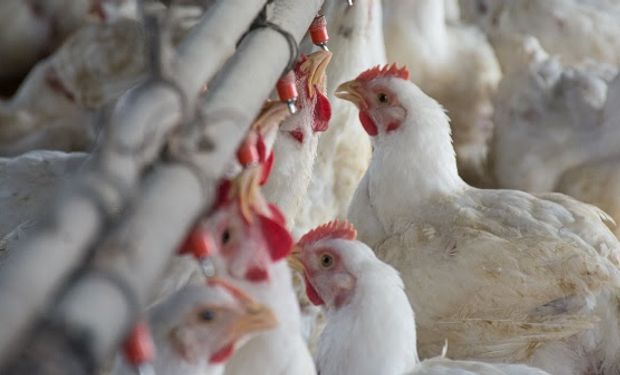 El consumo de pollo ya casi empata al de carne vacuna