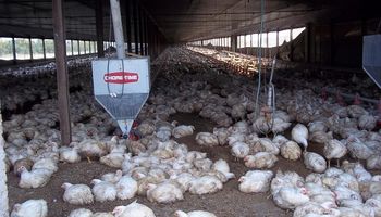 Exportaciones avícolas, similares a las de 2016