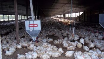 La producción de carne aviar creció 2,2 por ciento en 2017