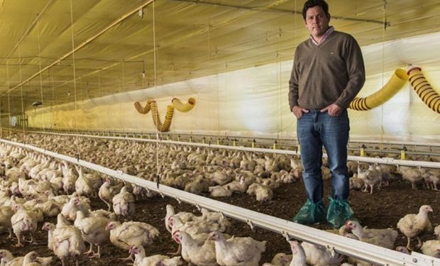 Con la última tecnología: los galpones se construyeron gracias a los créditos blandos otorgados para impulsar la avicultura. Foto: Marcelo Manera