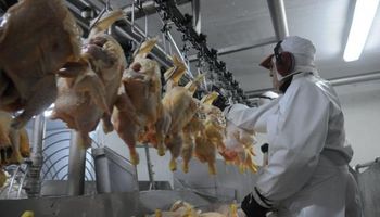 Uruguay busca incentivar el consumo de pollo