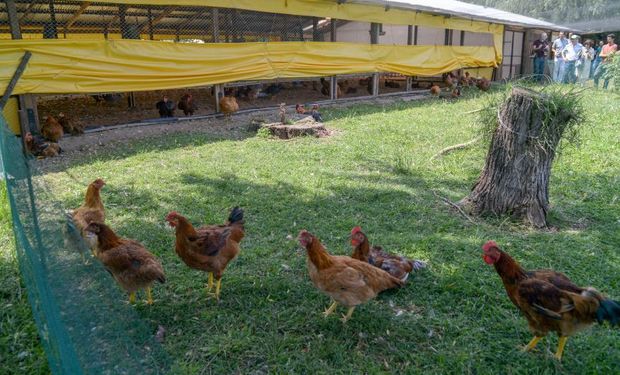 Es la única granja de pollos orgánicos certificada del país