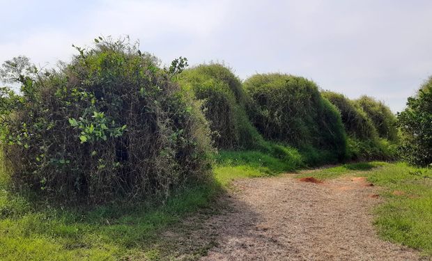 Canal de denúncia tem como intuito de informar à Defesa Agropecuária a localização desses pomares de citros abandonados ou mal manejados